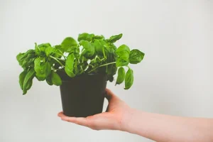 7 Reasons For Your Basil Leaves Wilting And Solutions To Fix It