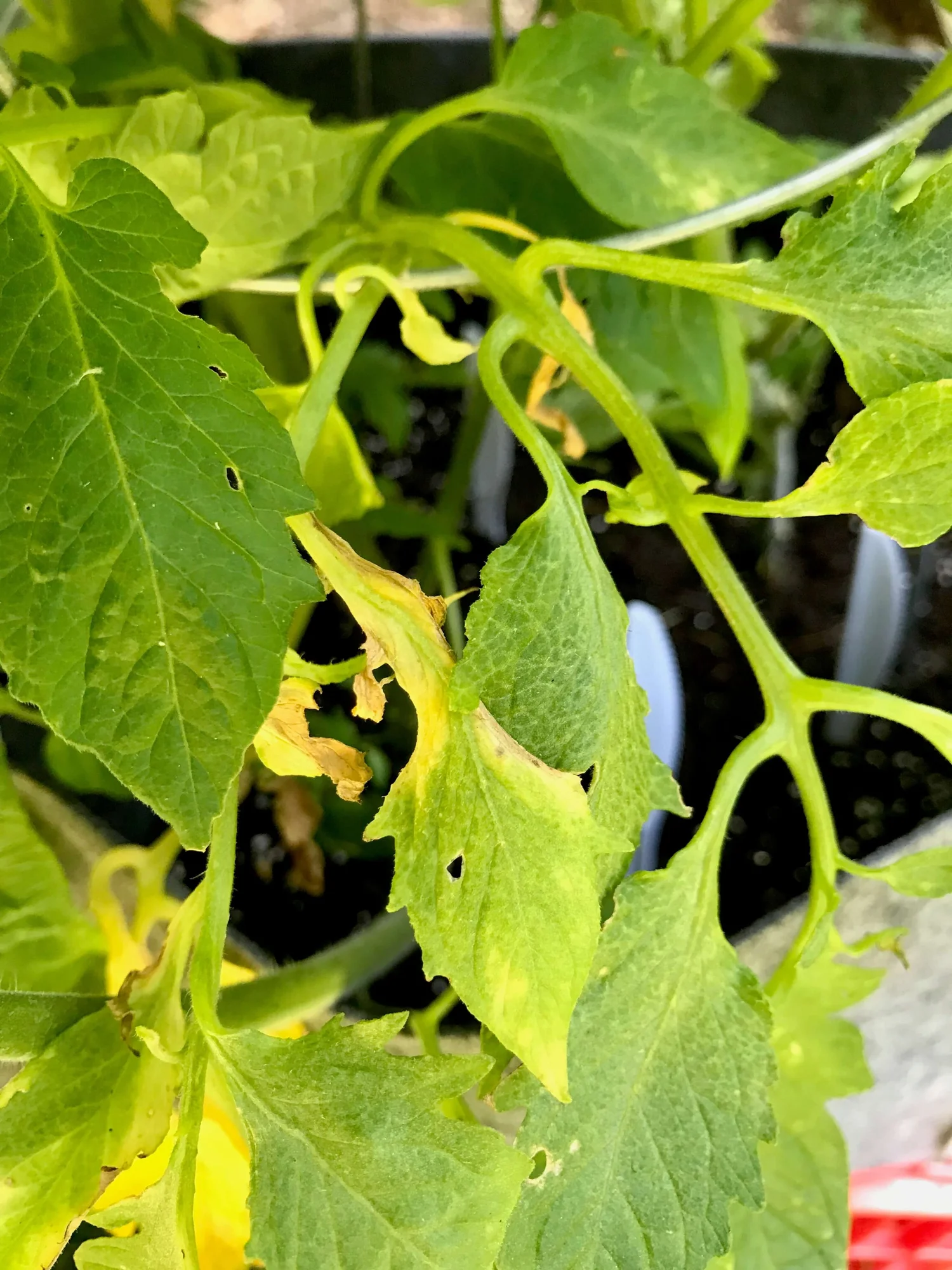 Yellow Leaves on Tomato Plants? Here's Why and How to Fix It