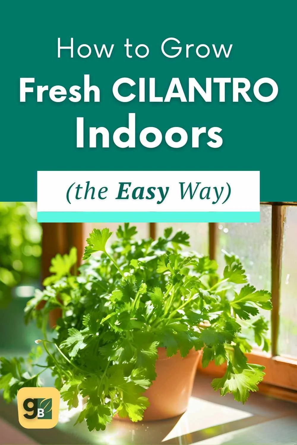 Cilantro Growing Process Grow Cilantro Cuttings for Fast, Fresh Harvests