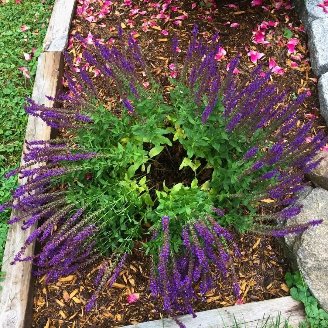 fix for floppy salvia plants in flower bed