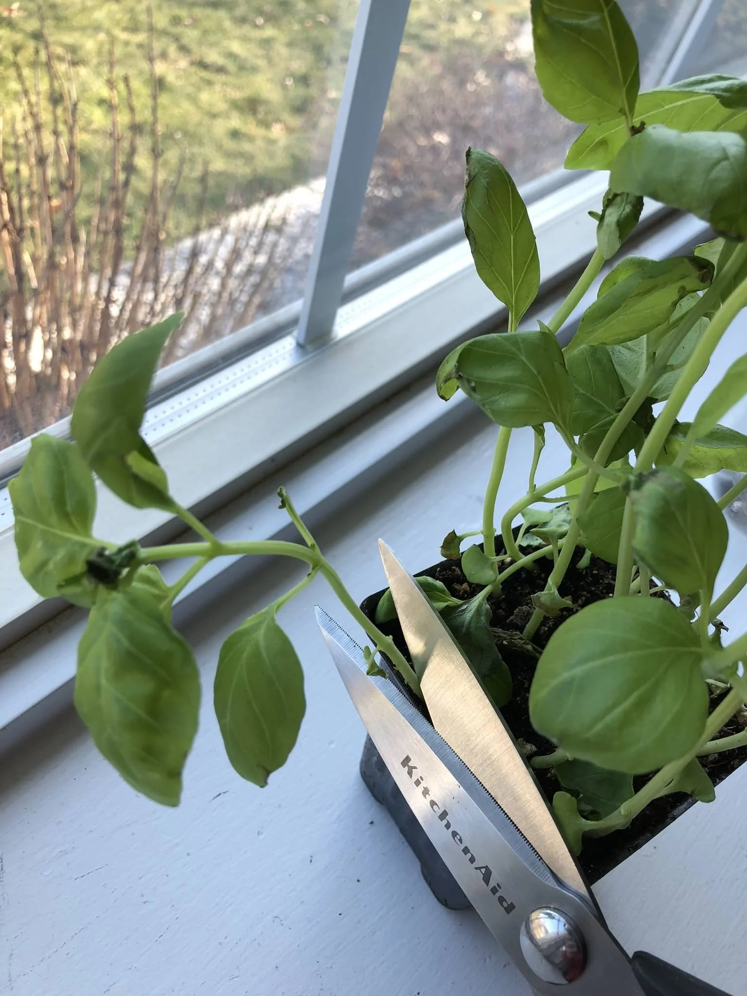 Growing Basil From Cuttings An Easy and Fun Guide — Gardening, Herbs