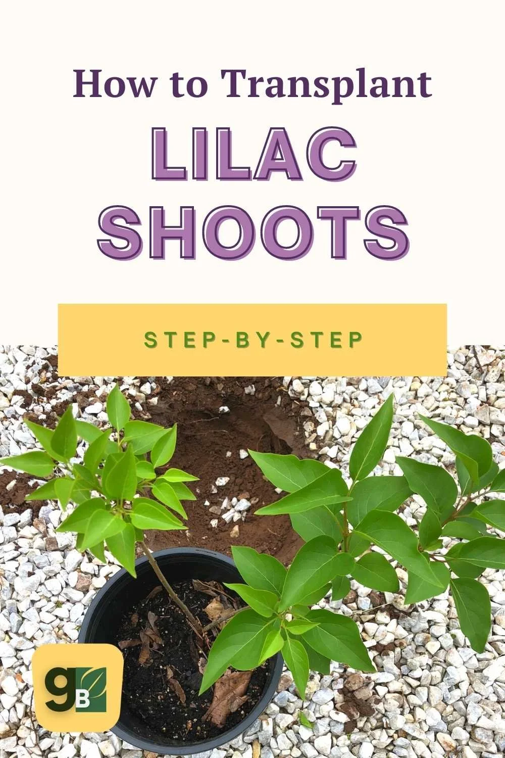 How to Transplant Lilac Shoots The Ultimate Guide — Gardening, Herbs