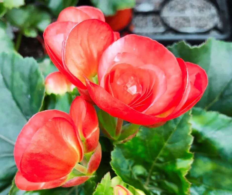 wax begonia