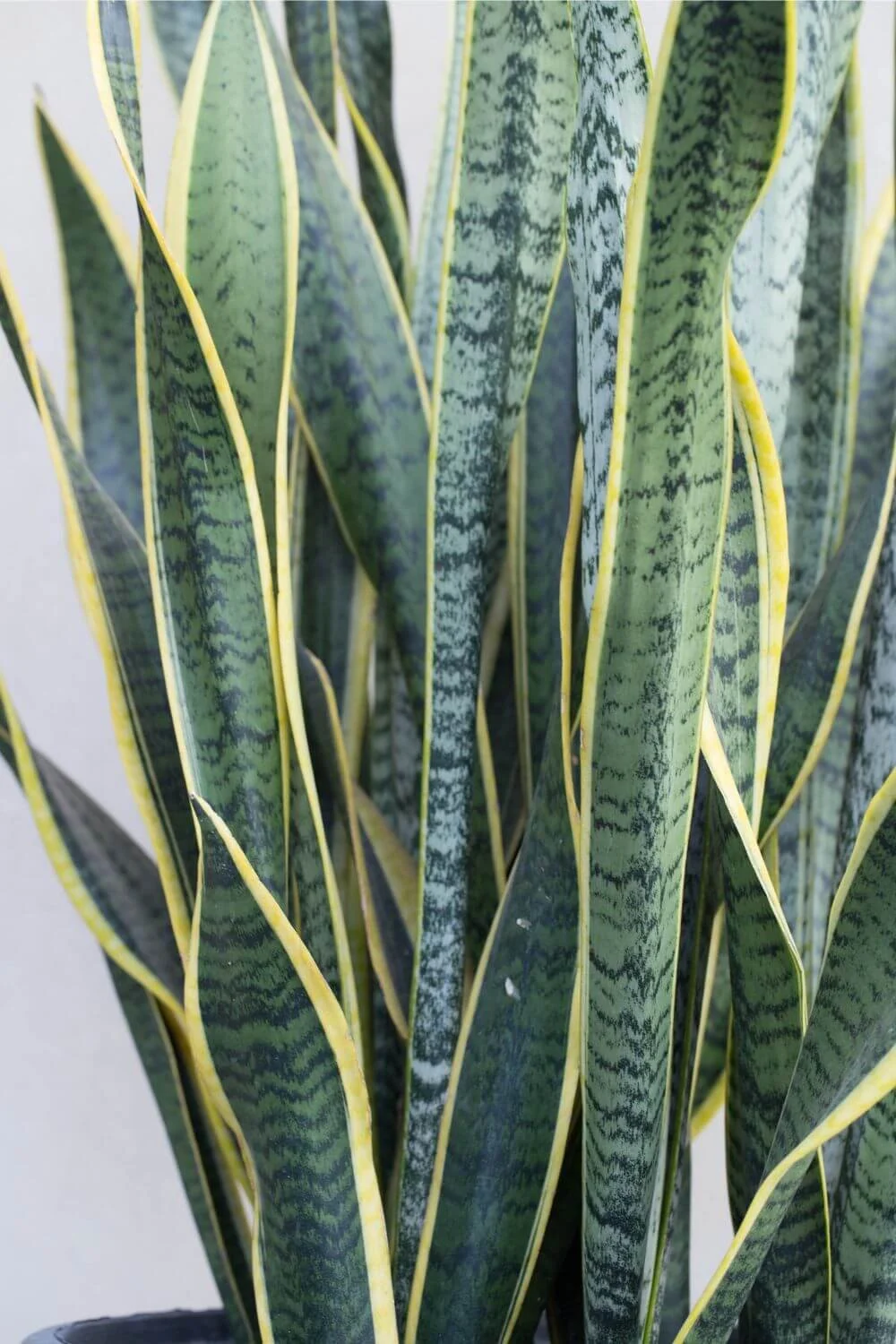 Why Are My Snake Plant Leaves Turning Yellow? The Reasons and How to