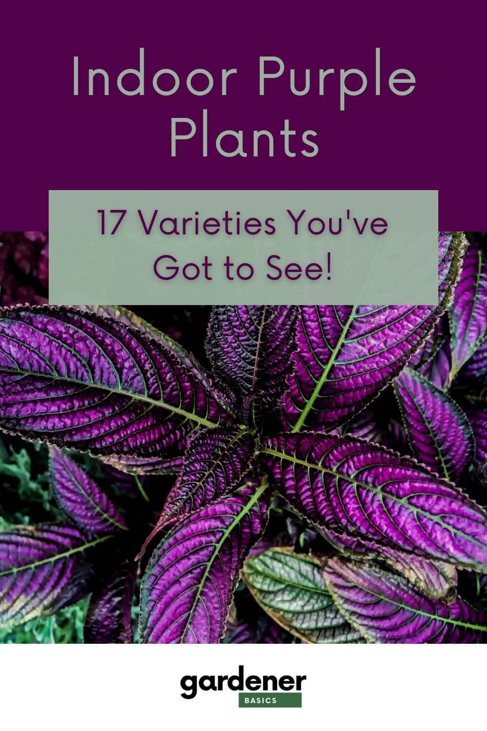 The Best Indoor Purple Plants How to Care for Them — Gardening, Herbs