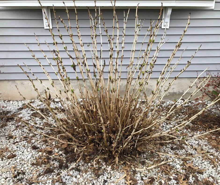 Experts Say You Shouldn't Prune Your Mophead Hydrangea. I Did Anyway