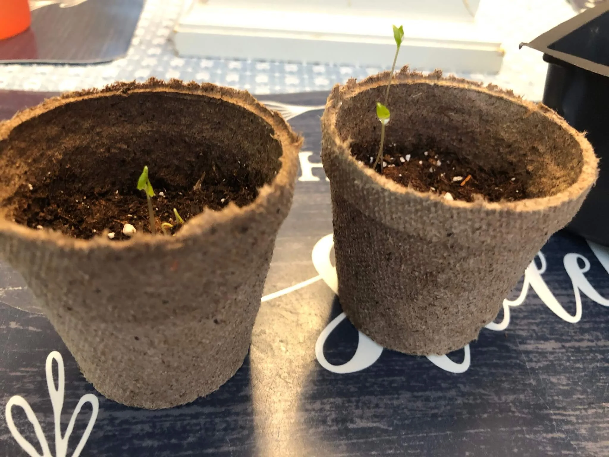 soaking seeds before planting