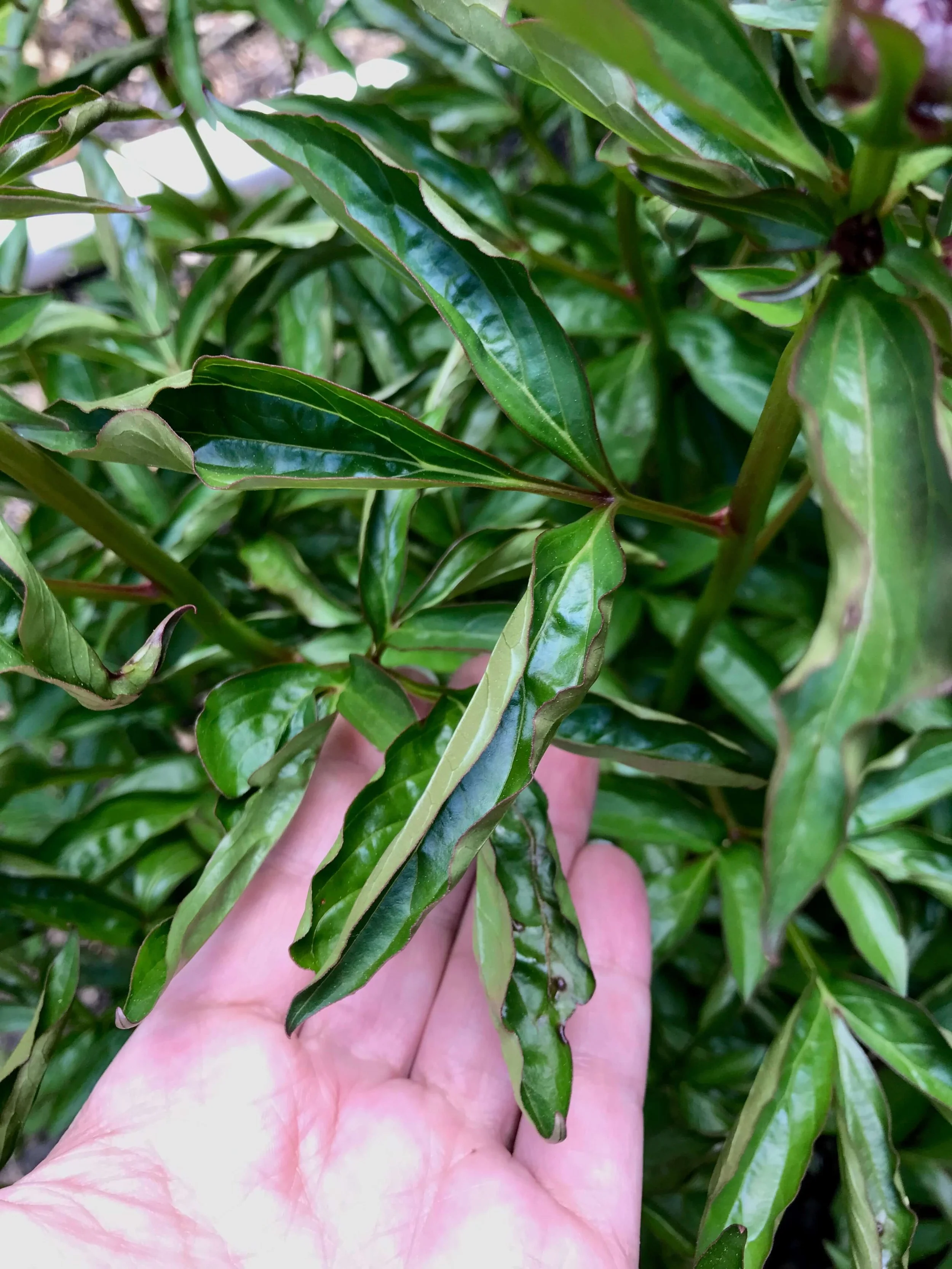 Uncovering the Causes of Peony Leaves Curling — Gardening, Herbs