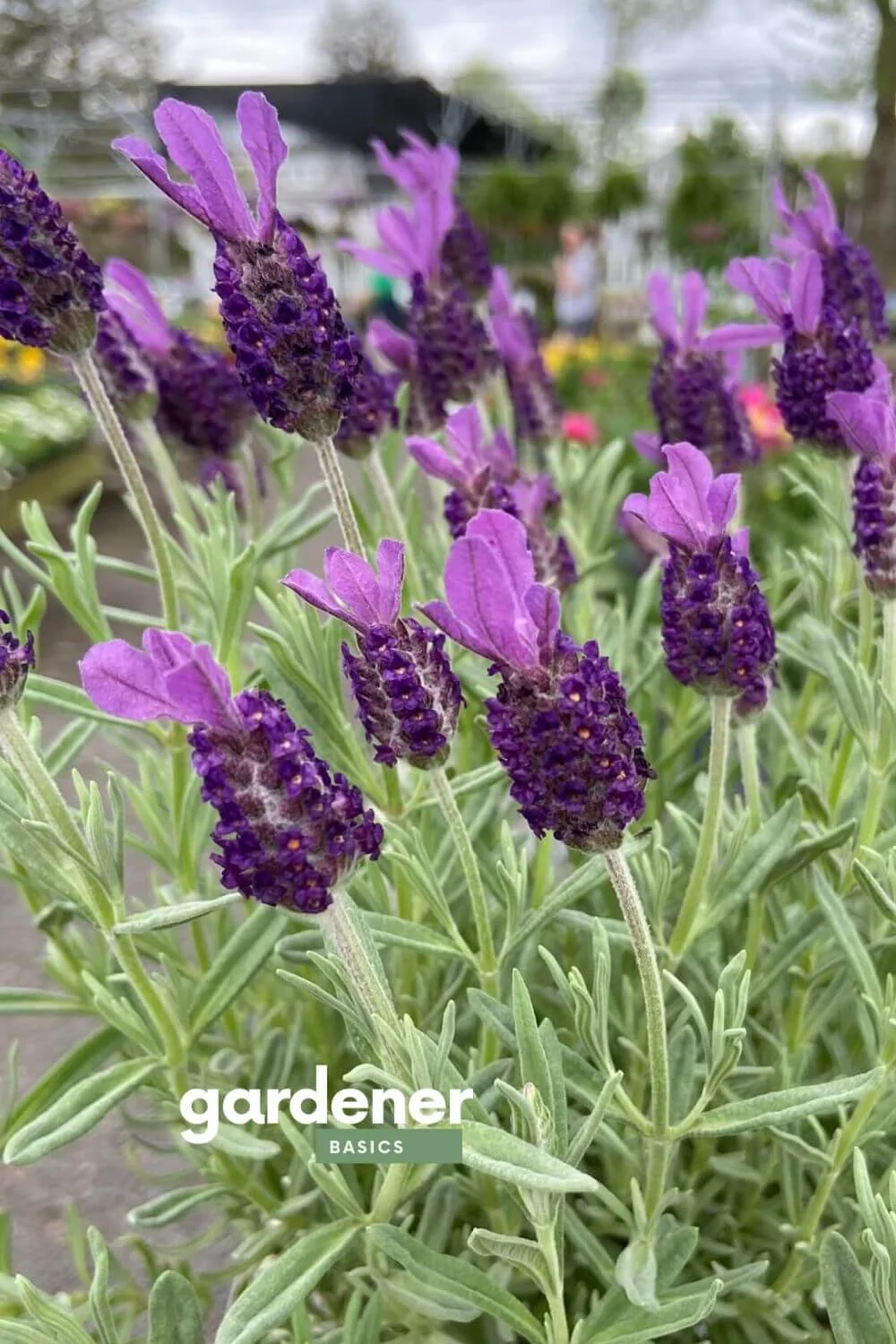 Spanish Lavender