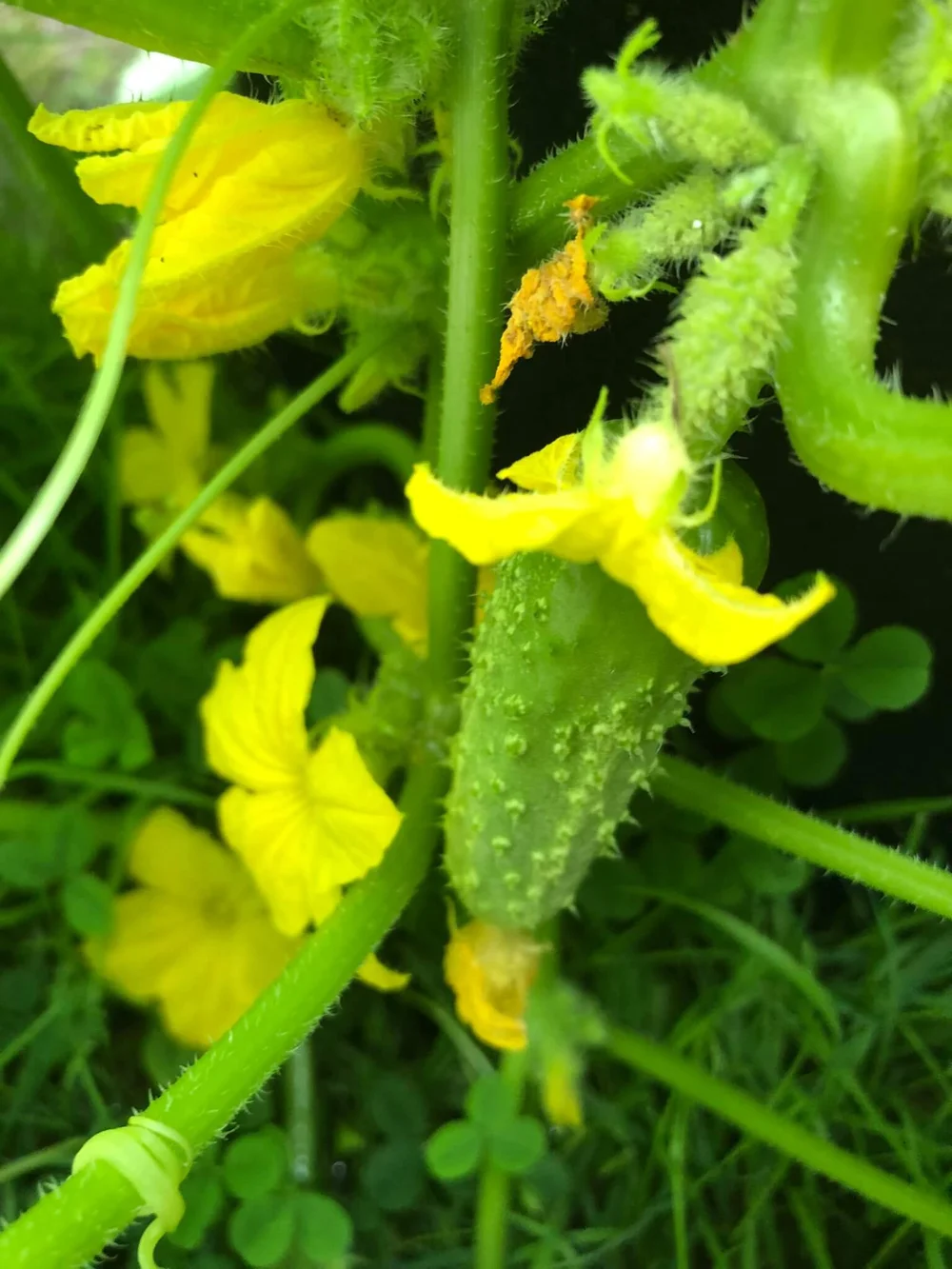 How to Grow Cucumbers in Grow Bags A Beginner's Guide — Gardening