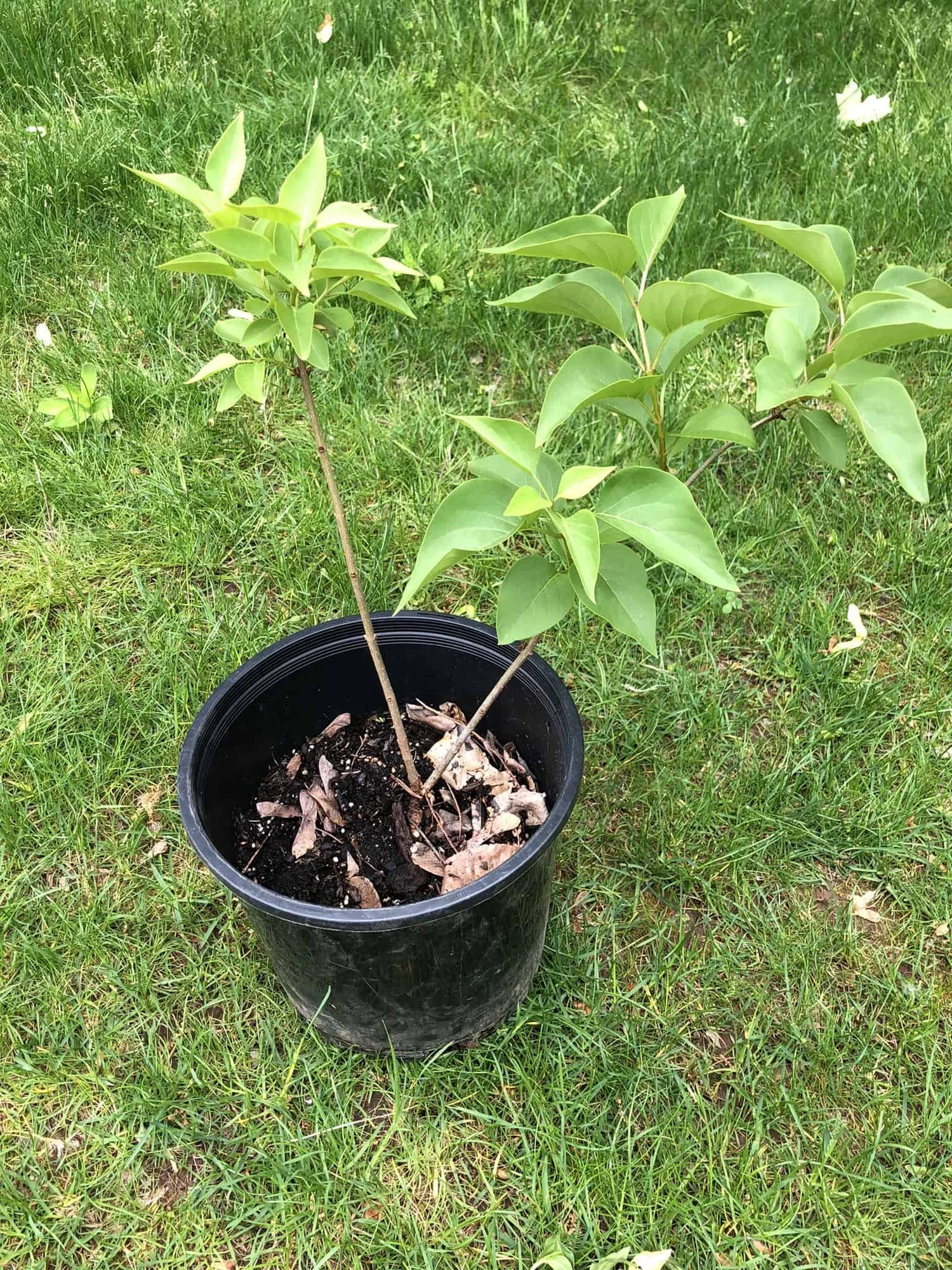 How to Transplant Lilac Shoots The Ultimate Guide — Gardening, Herbs