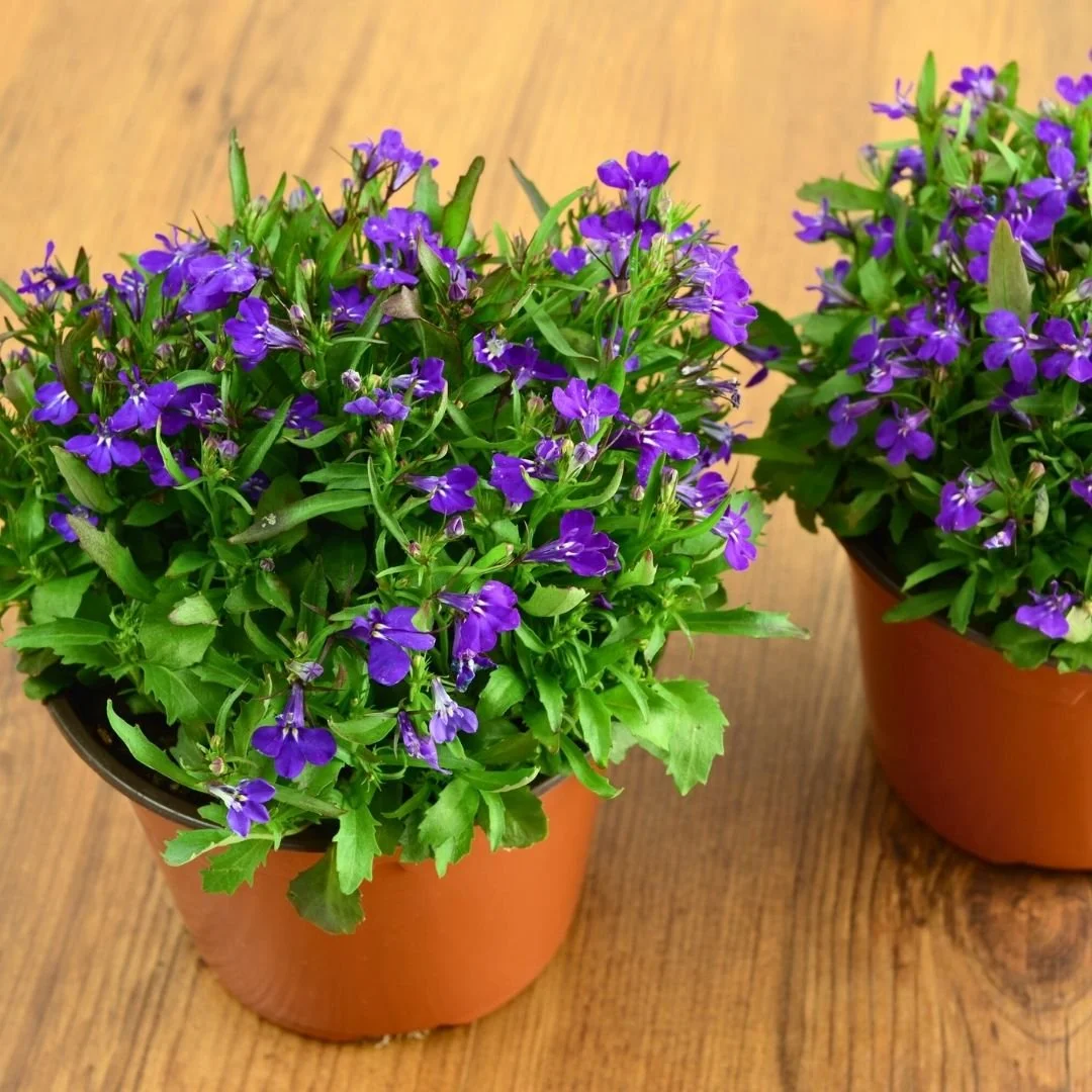 purple lobelia for deck planters or containers