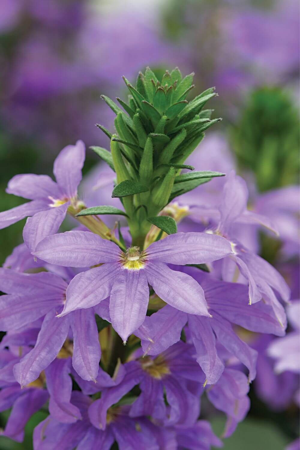 Scaevola