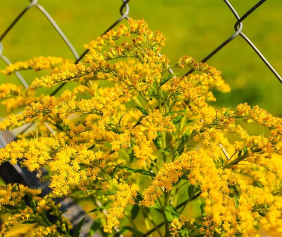 Top Plants to Naturally Attract Ladybugs