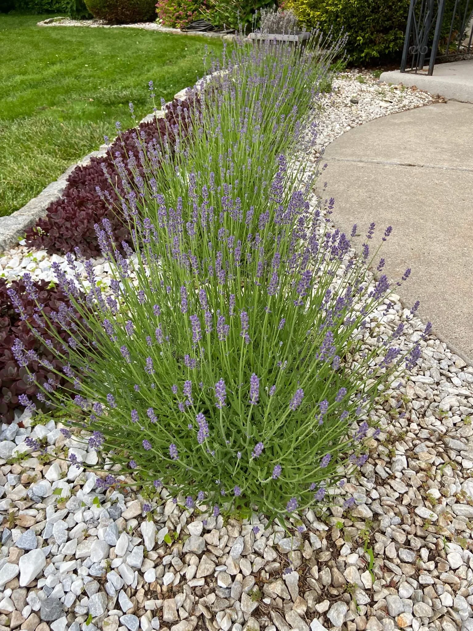lavender hedge