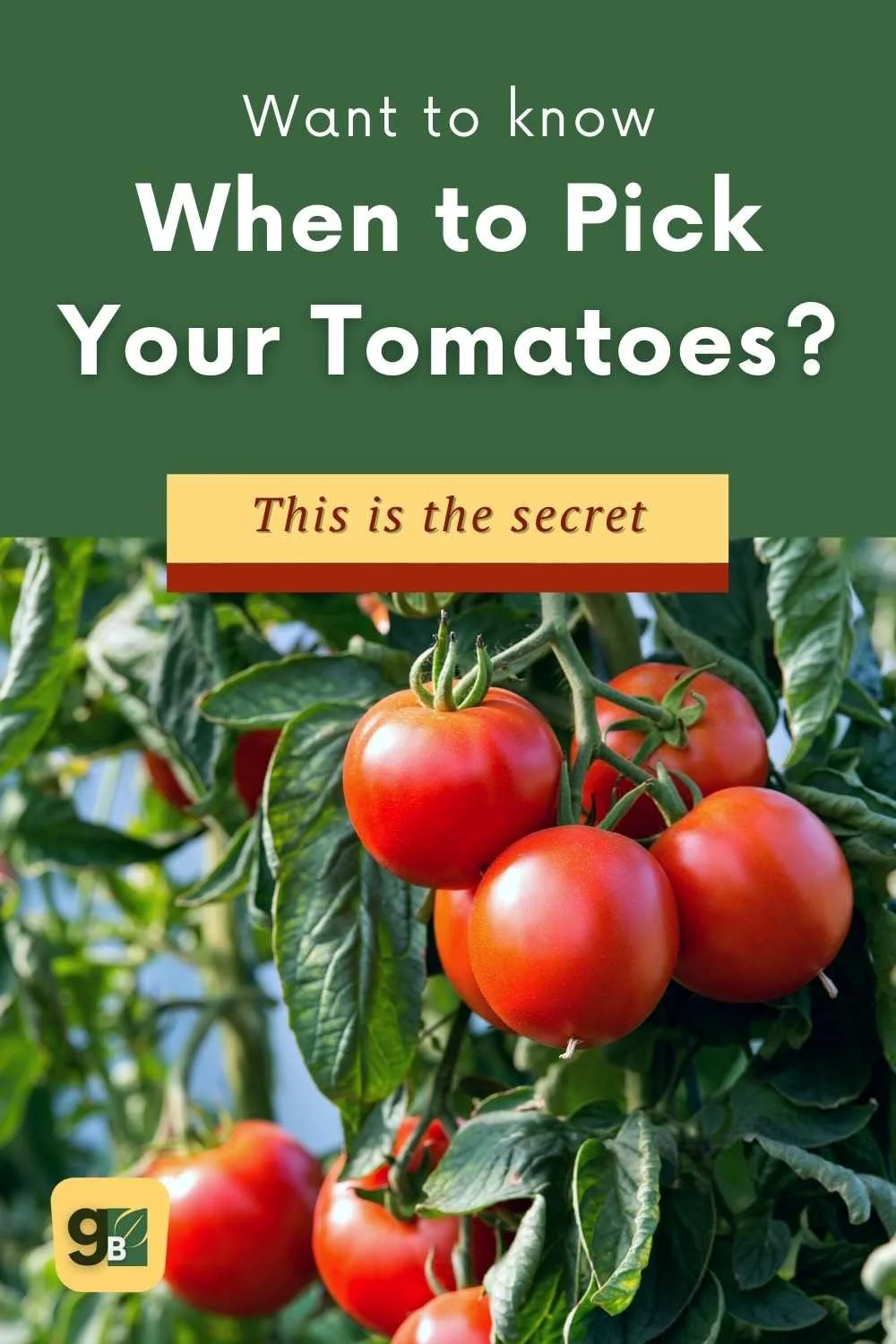 When to Pick Tomatoes The Timing is Crucial for a Perfect Harvest — Gardening, Herbs, Plants