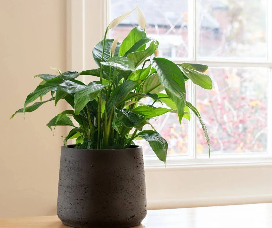 15 Fast Growing Indoor Plants for Your Home