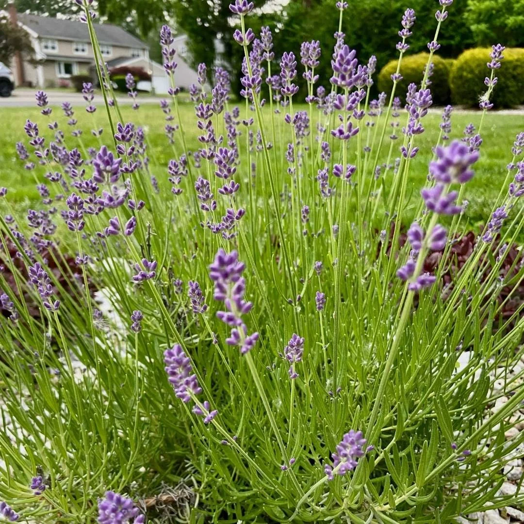 english lavender plant in bloom