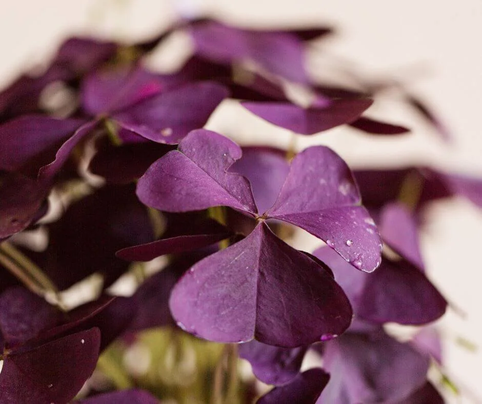 The Best Indoor Purple Plants: How to Care for Them