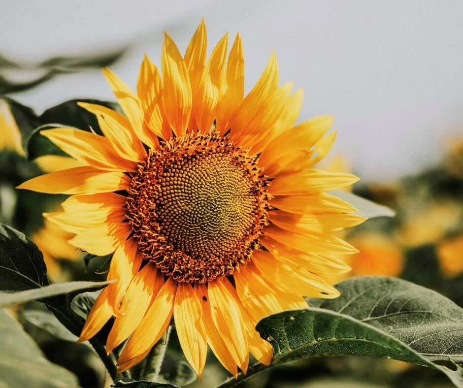 sunflower