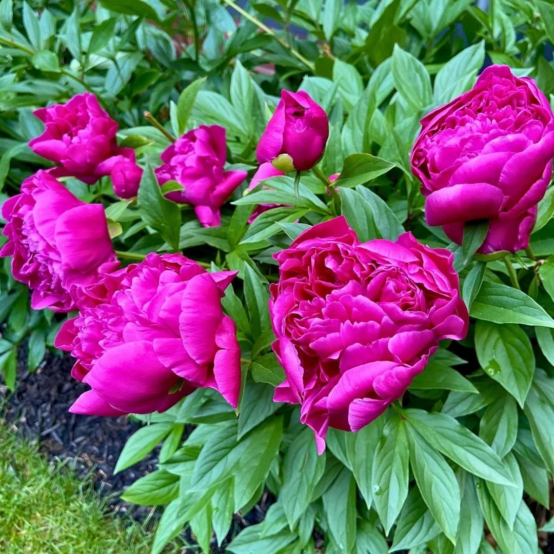 dark pink peonies with big blooms in flower bed