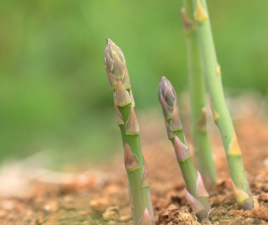 VEGETABLES TO PLANT IN NOVEMBER IN FLORIDA visual data 8