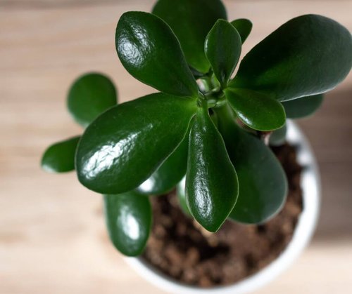 15 Fast Growing Indoor Plants for Your Home — Gardening, Herbs, Plants ...
