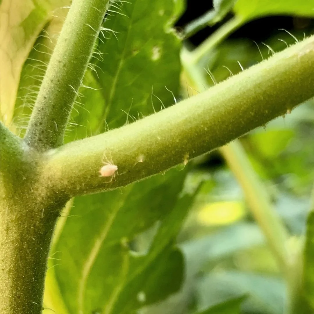 white aphid on branch of tomato plant