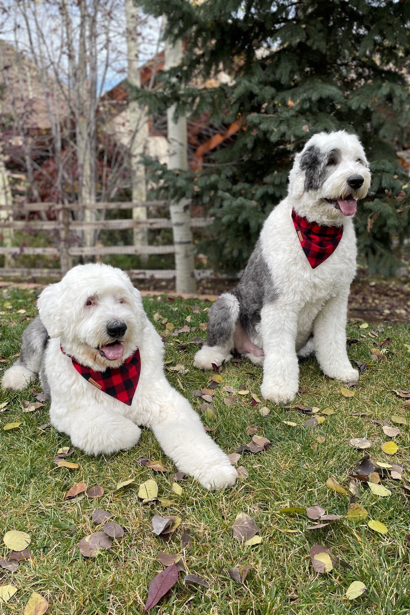 portrait logger pupperchiefs (3).jpg