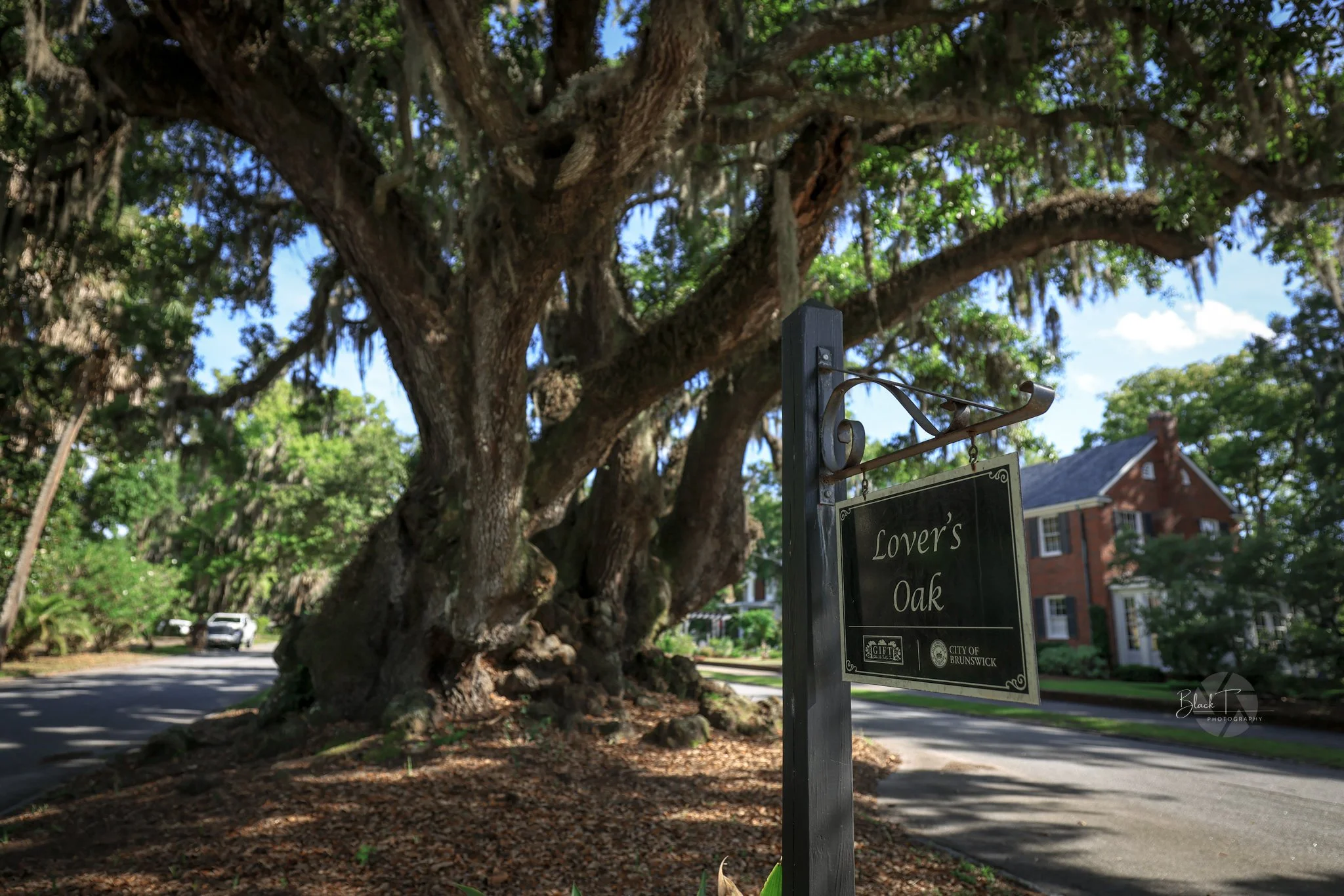 Lover's Oak