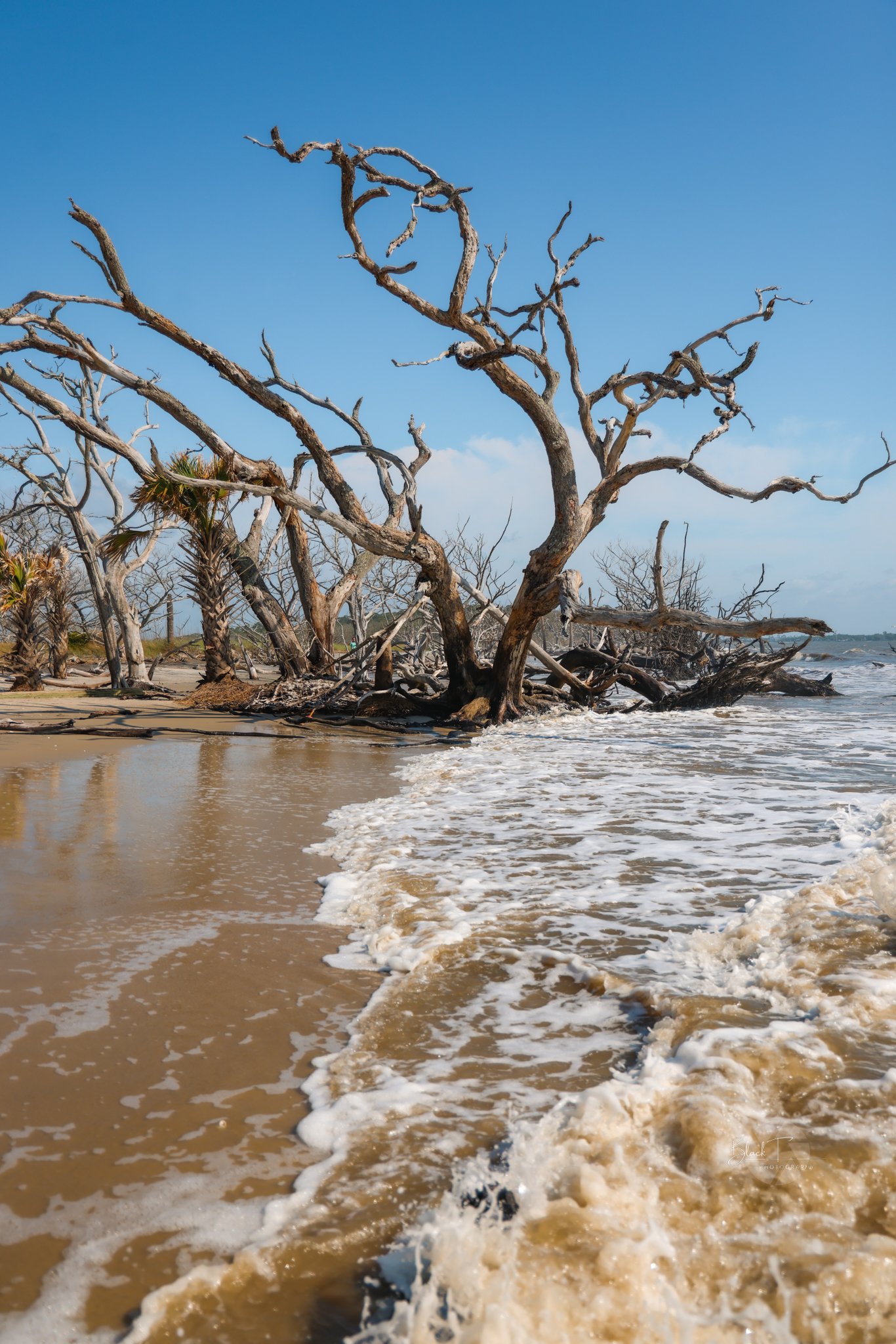 Driftwood Beach