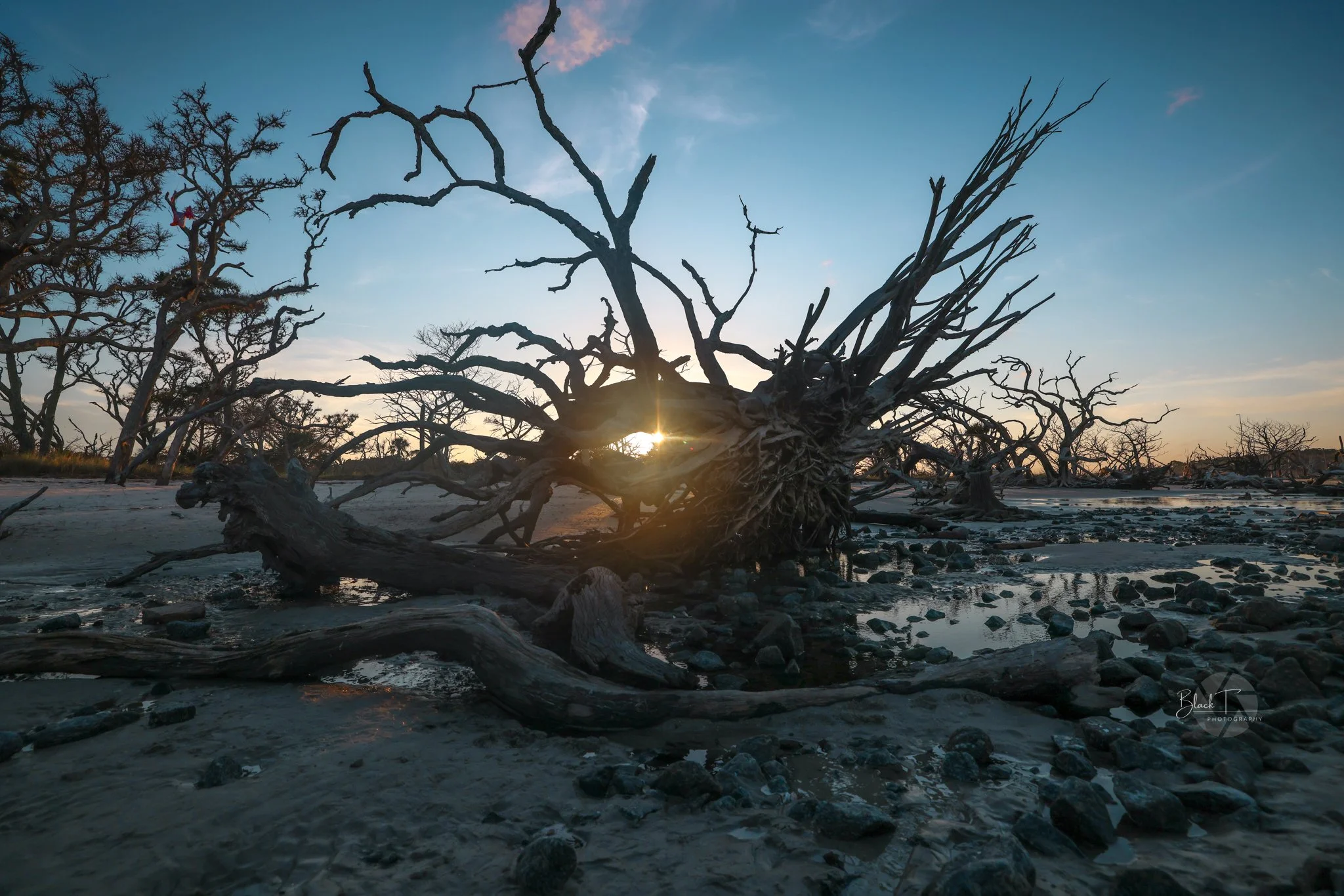 Driftwood Beach