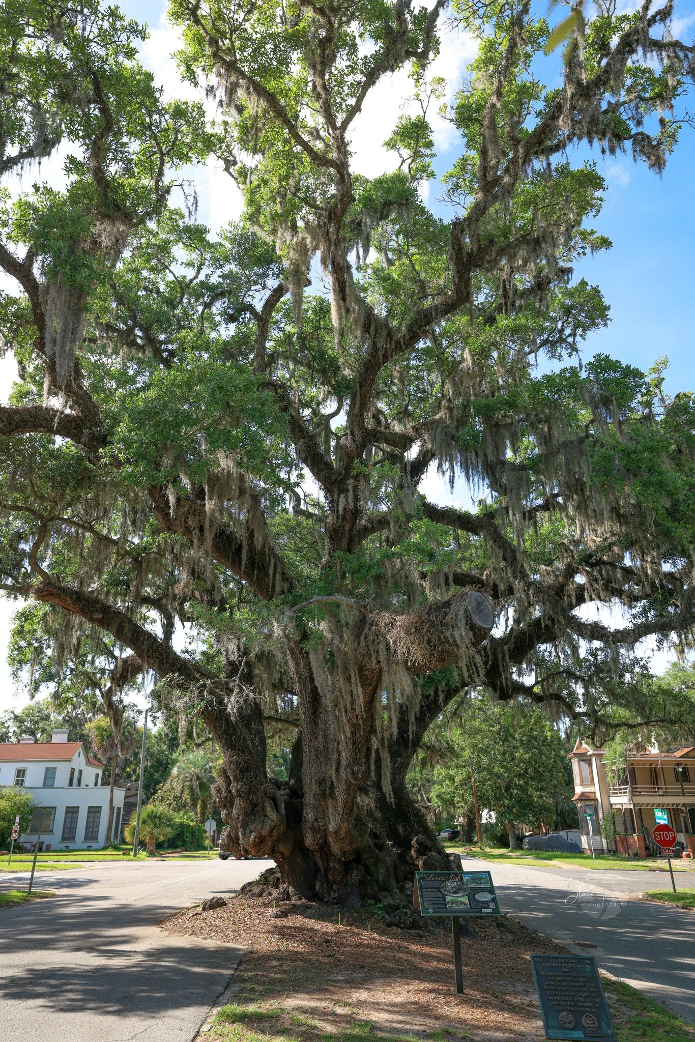 Lover's Oak