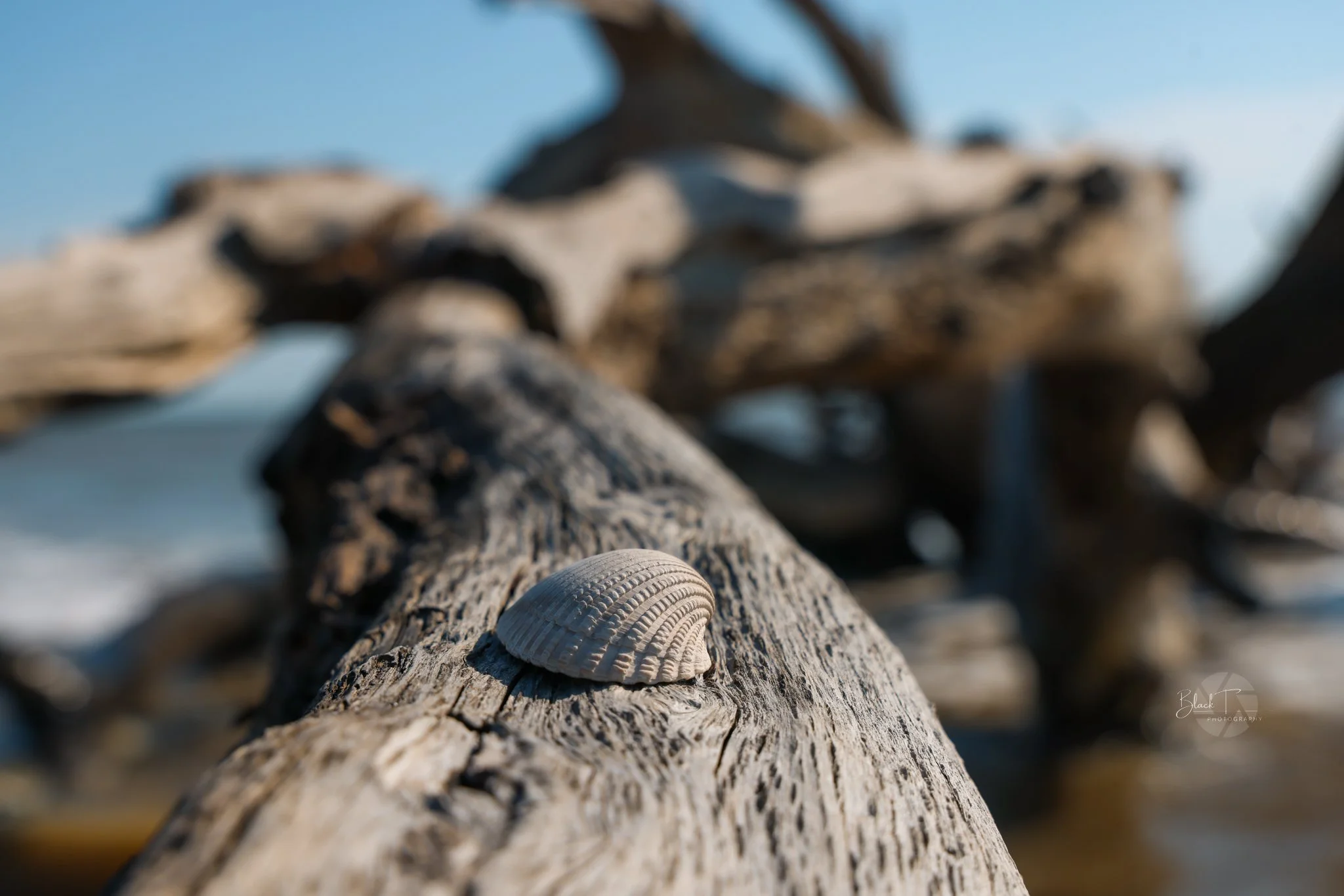 Driftwood Beach