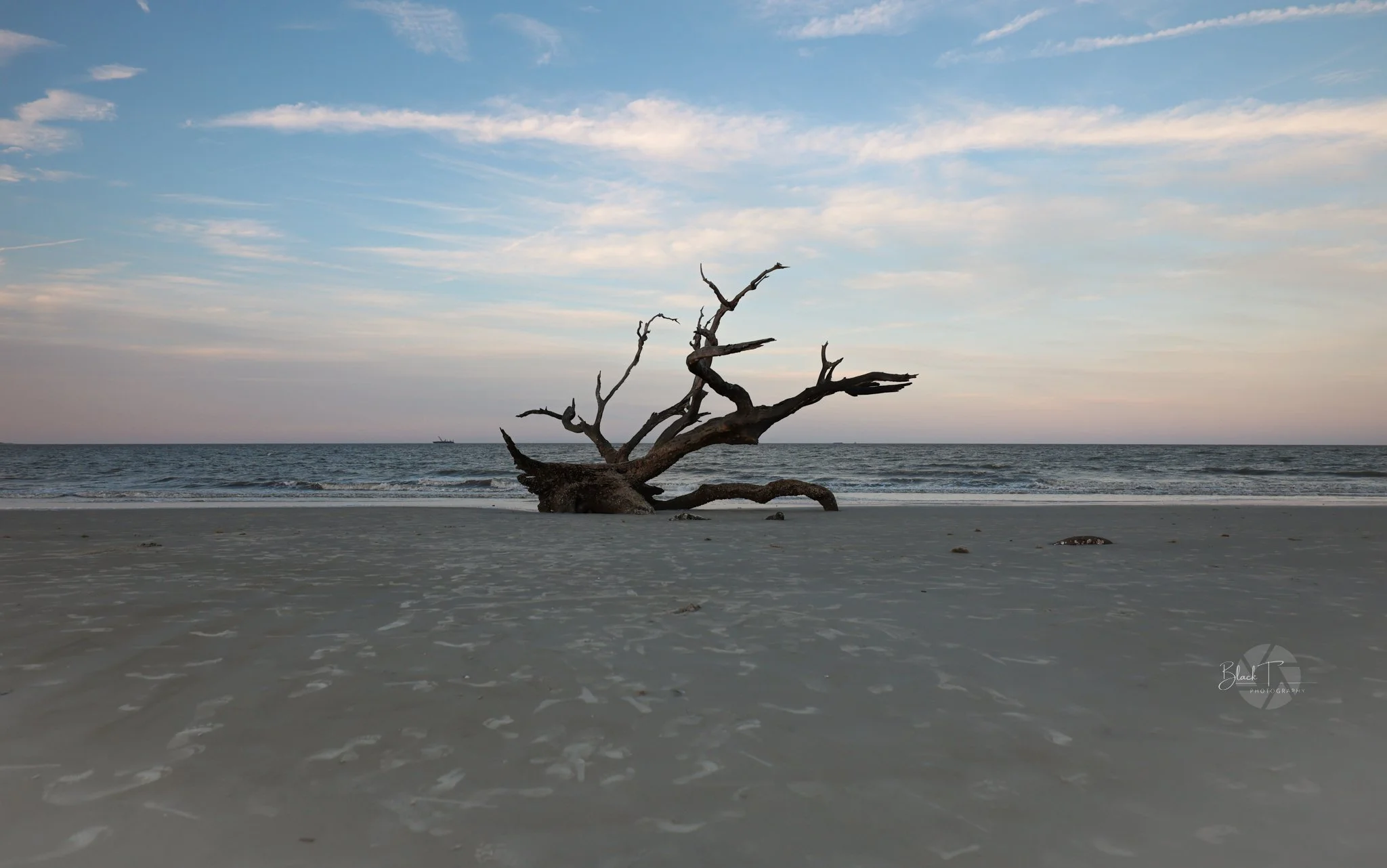 Driftwood Beach