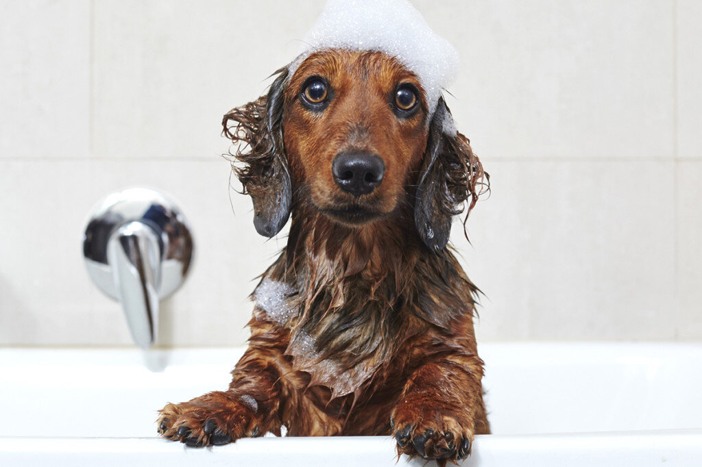 Origin_Dog_96dpi-1024x682.jpg