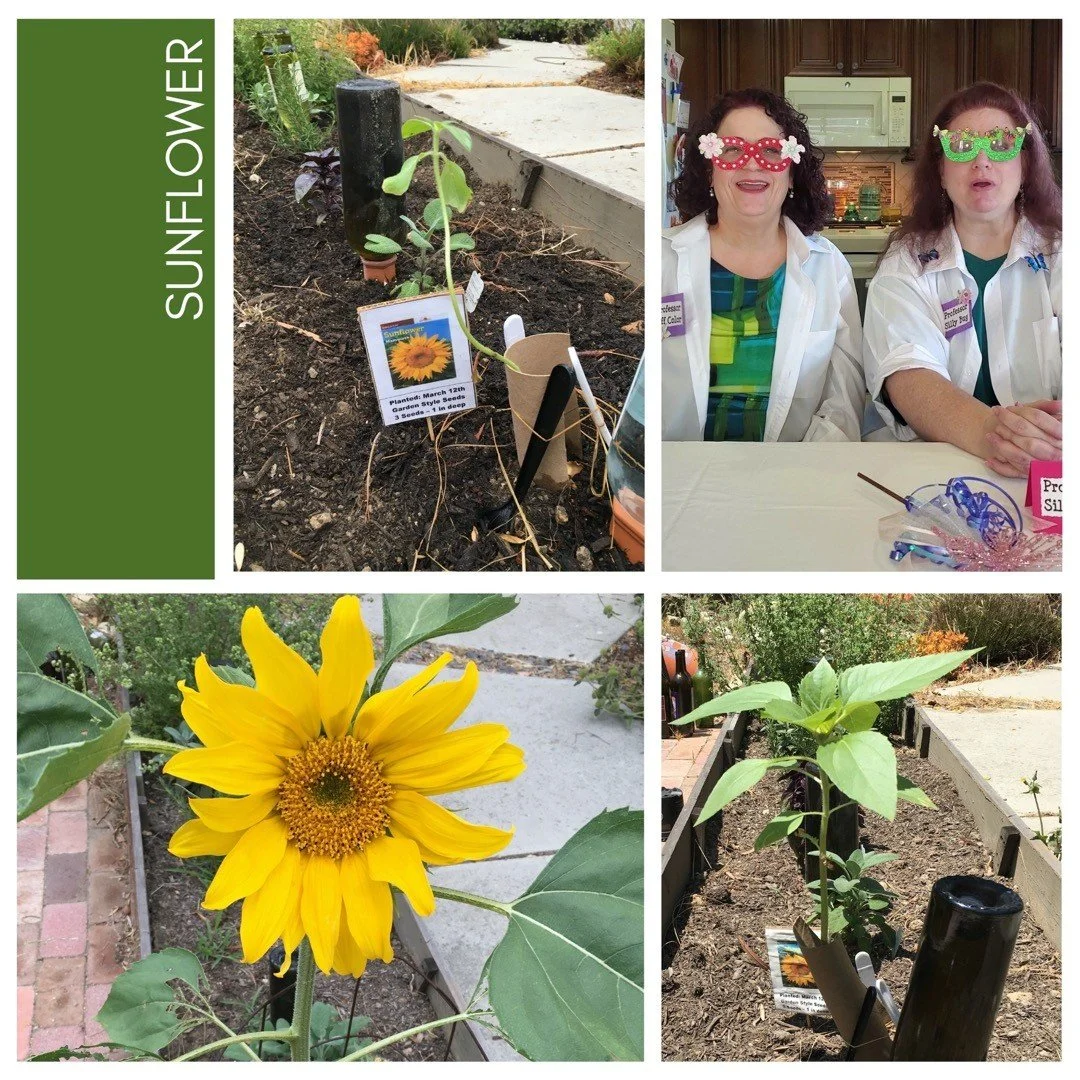 Sunflower Up Dates
If you enjoyed our &ldquo;Mindfulness in the Garden&rdquo; video, you&rsquo;ll love how our sunflower sprout turned into a beautiful flower. 
Hope this inspires you, to get your hands dirty. 

https://www.instagram.com/p/CN-630HDxb