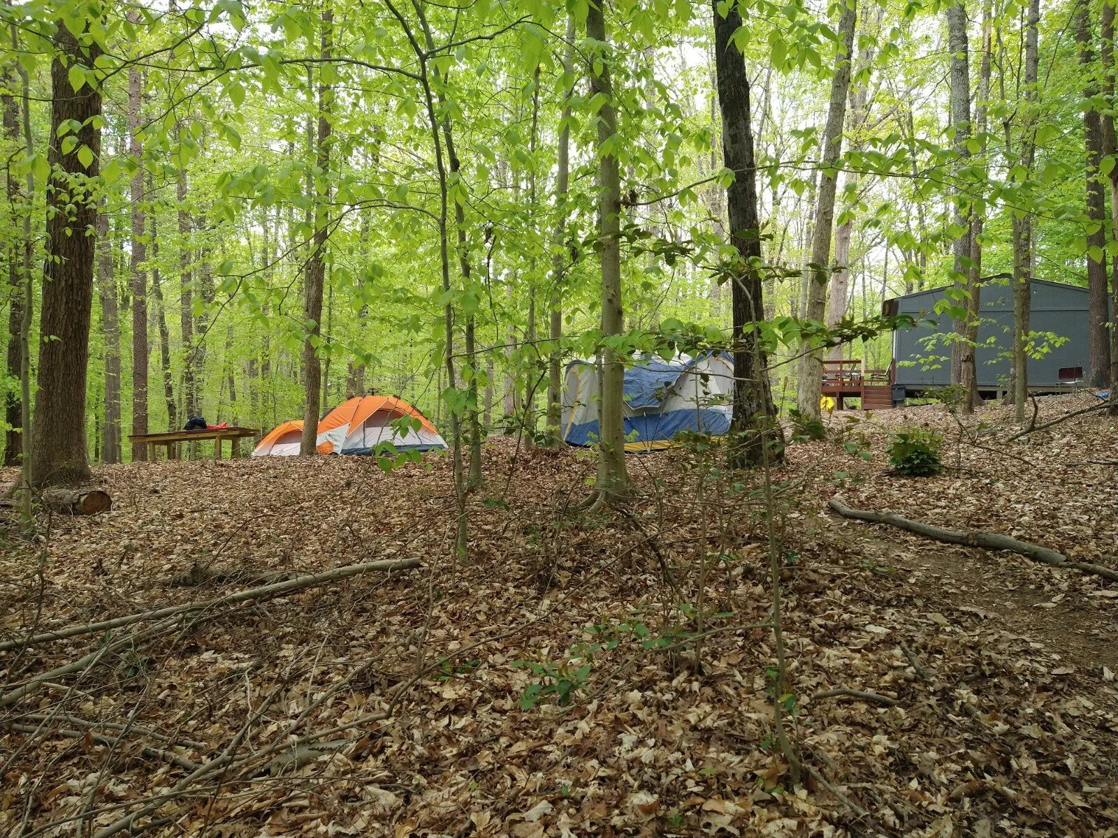 Honey Bee Campsite # 2