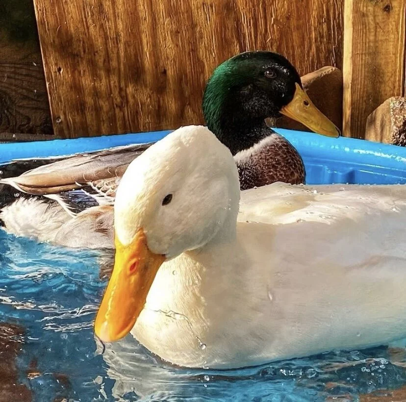 Longbottom Bird Ranch