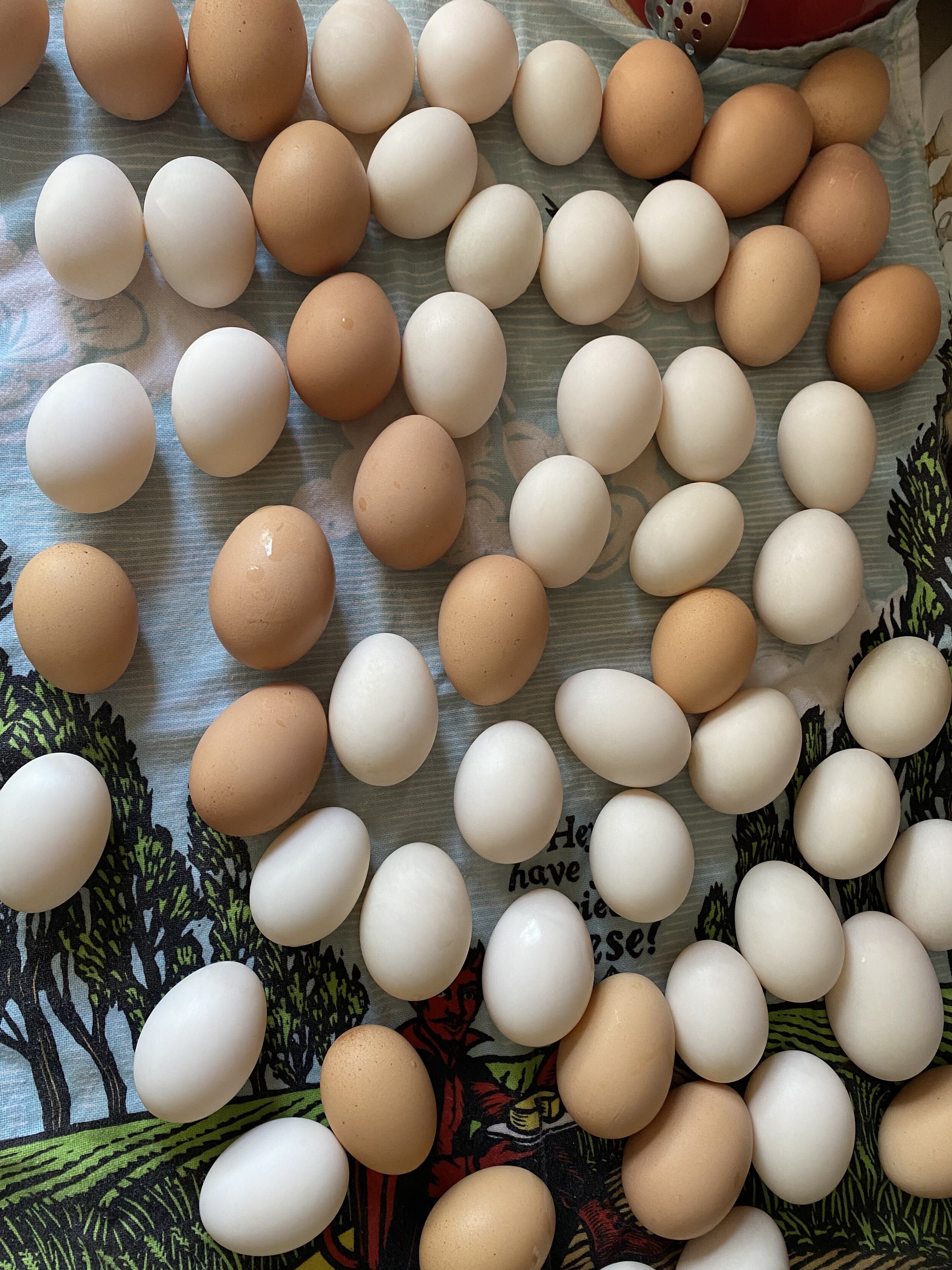 Longbottom Bird Ranch