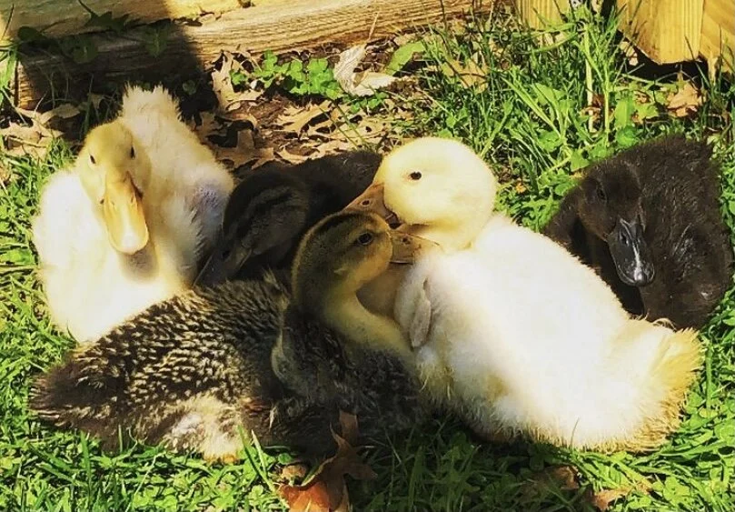 Longbottom Bird Ranch