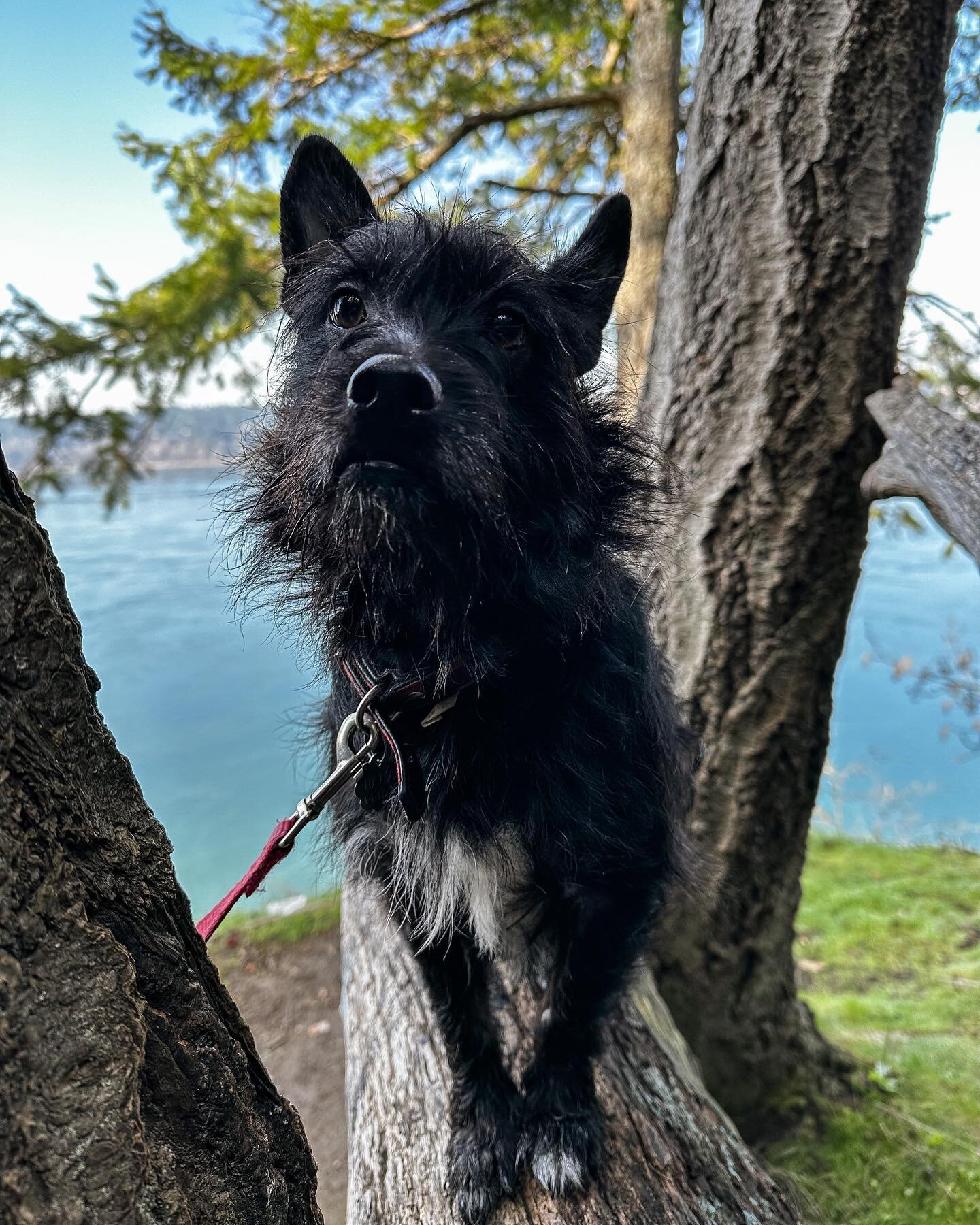 Happy Puppy Day to my furry best friend, favorite coworker and the best copilot with four paws a girl could ask for!

#nationalpuppyday  #scottishterrier #scottishterriersofinstagram #puppylove #dogsofinstagram #dogstagram #doglovers #doglife #furryf