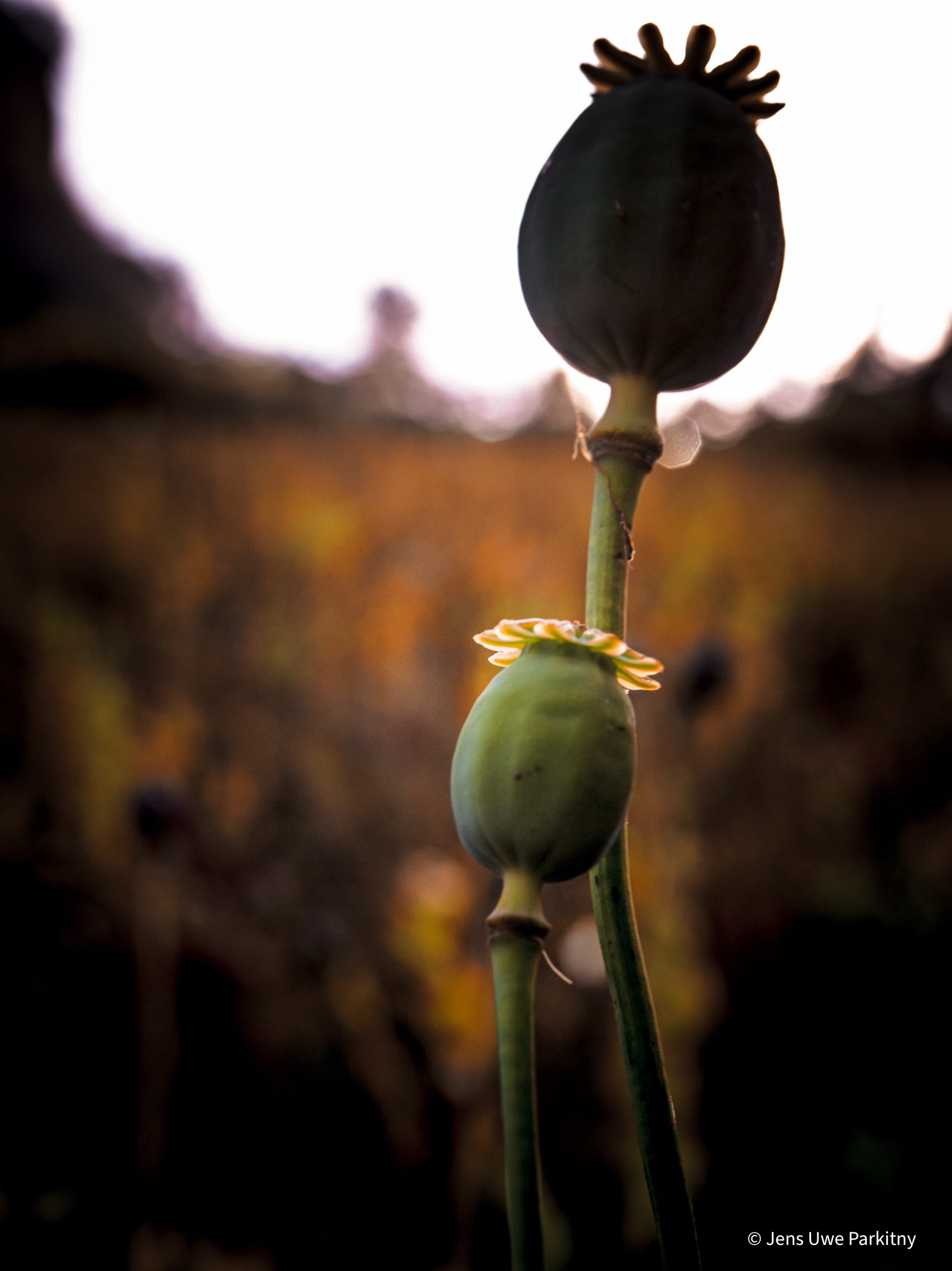 Yinbaw Poppy - 1-2-2.jpg