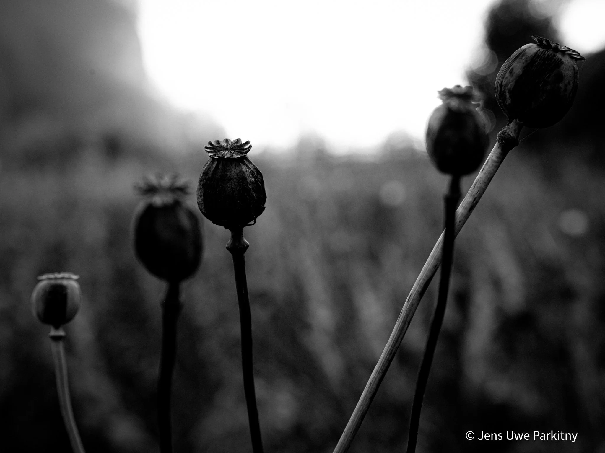 Yinbaw Poppy - 1 (25)-4.jpg