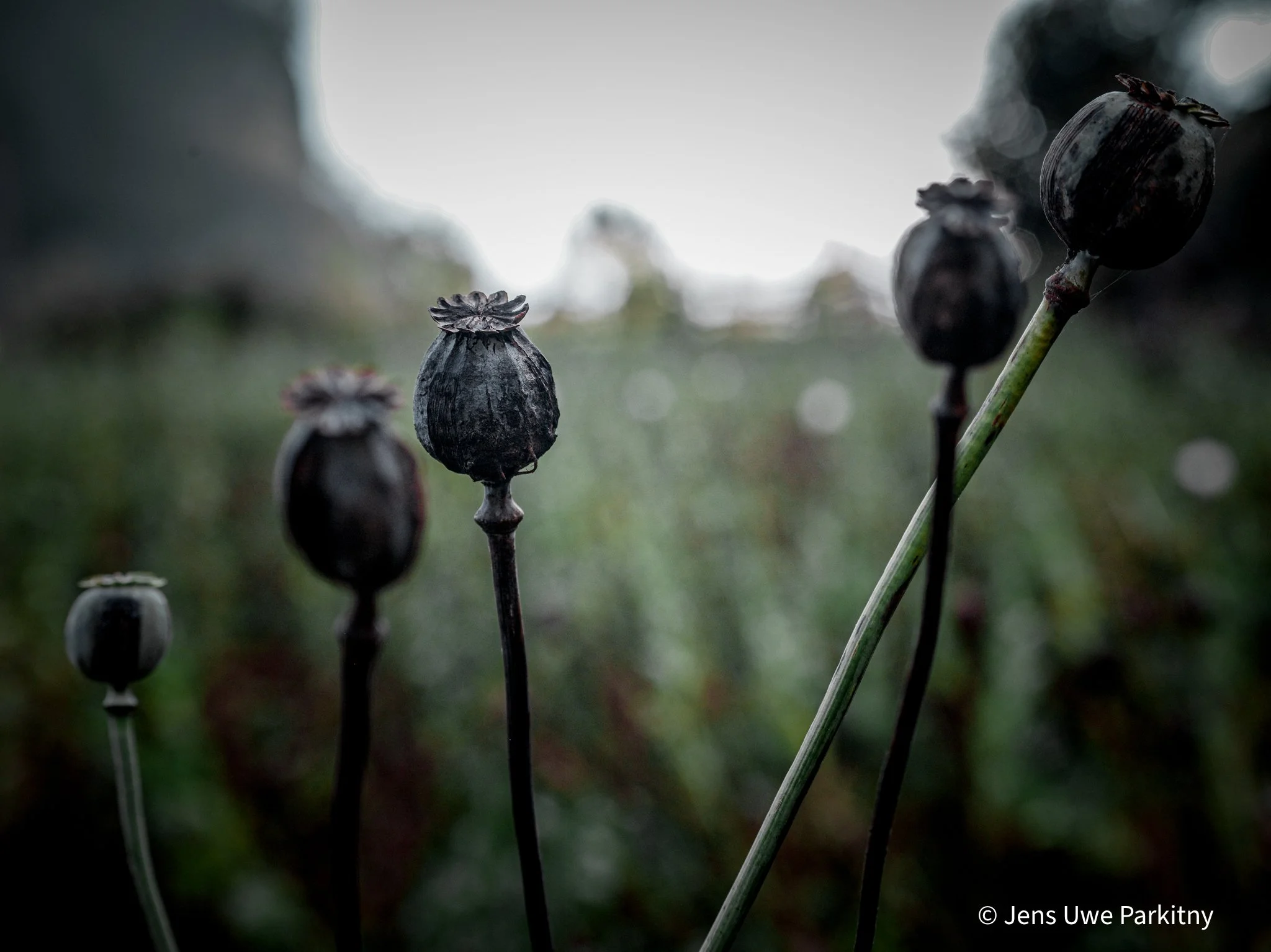 Poppy - 1 (2)-8-4.jpg