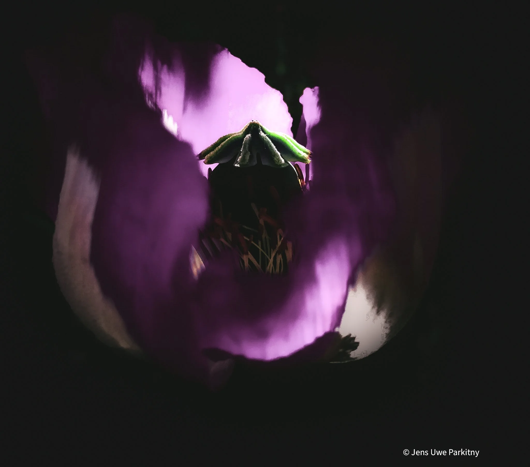 Yinbaw Poppy - 1 (2) t cropped-2-2.jpg