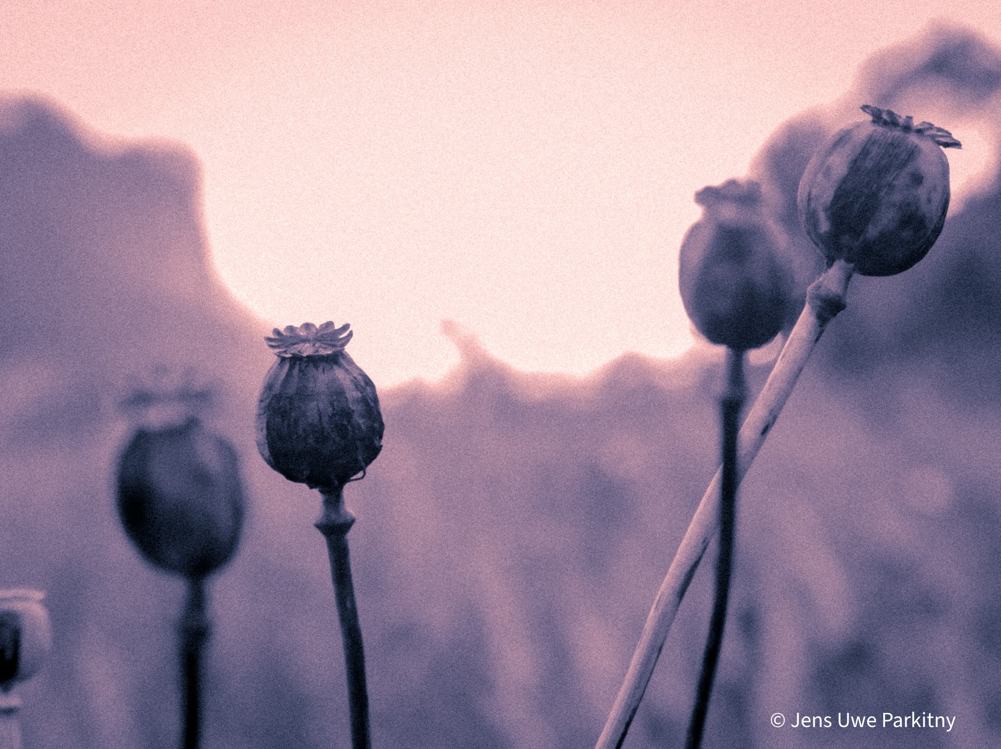 Yinbaw Poppy - 1 (24)-5.jpg
