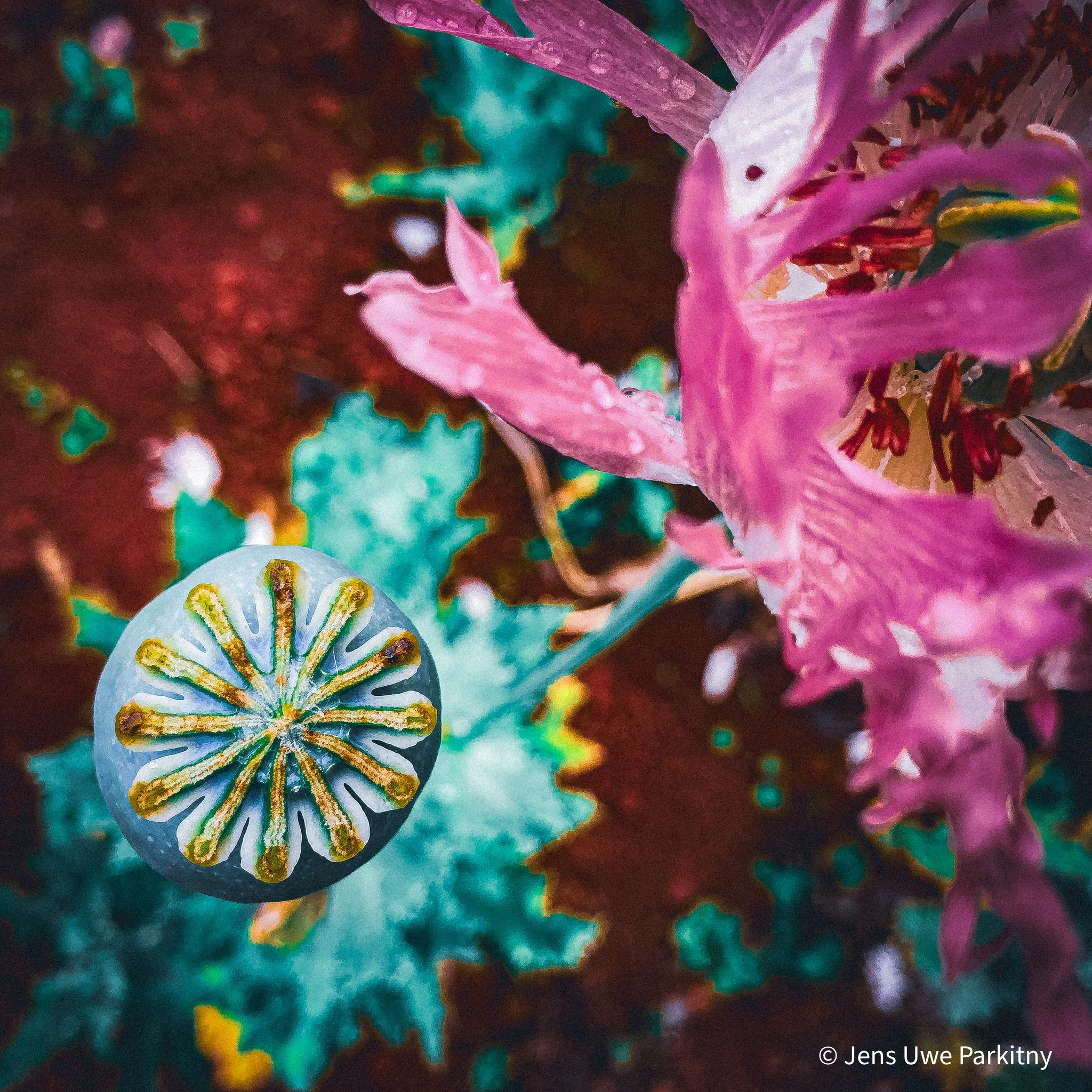 Yinbaw Poppy 2 - 1 (84)-3-2.jpg