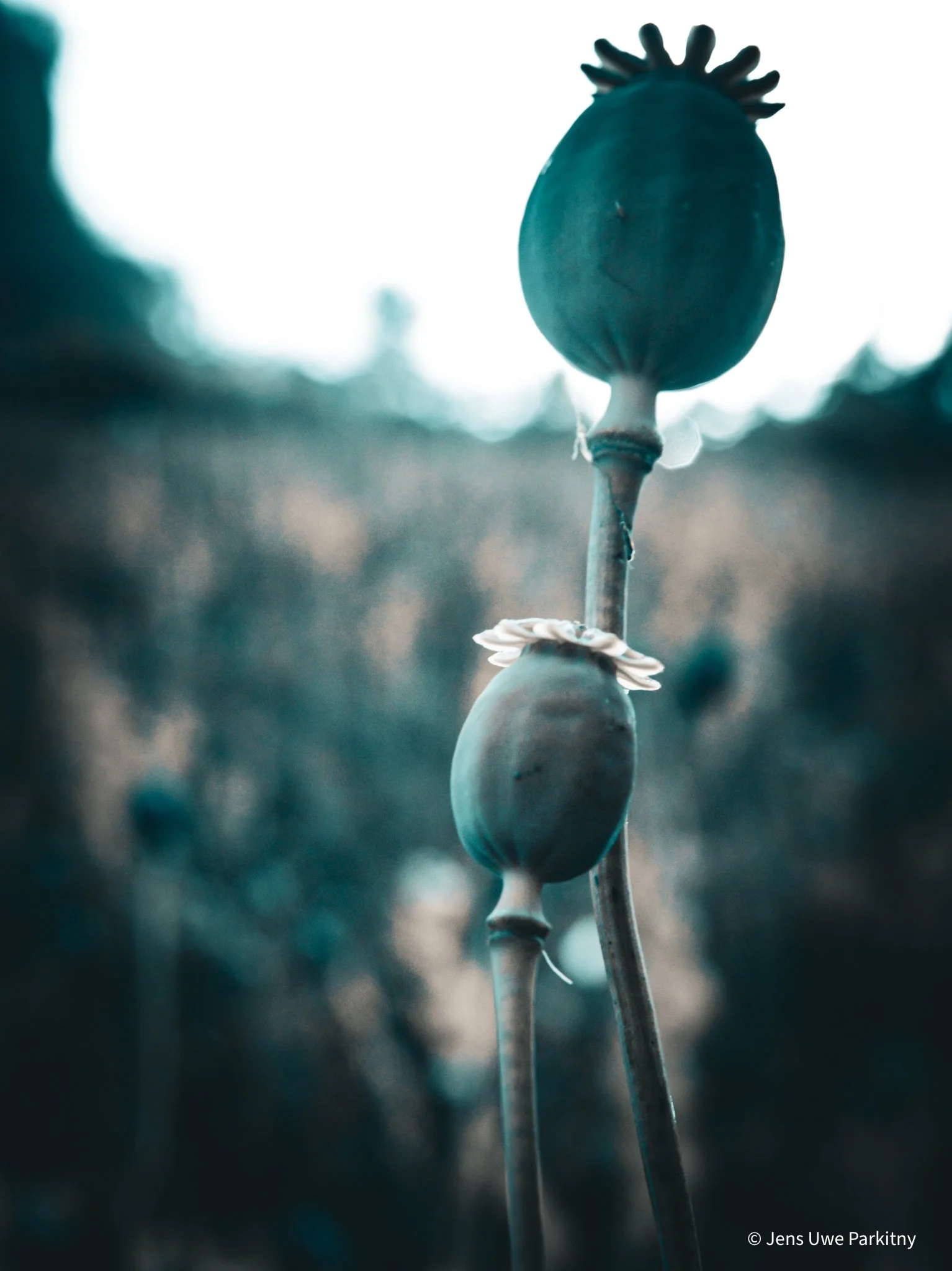 Yinbaw Poppy - 1-7-2.jpg