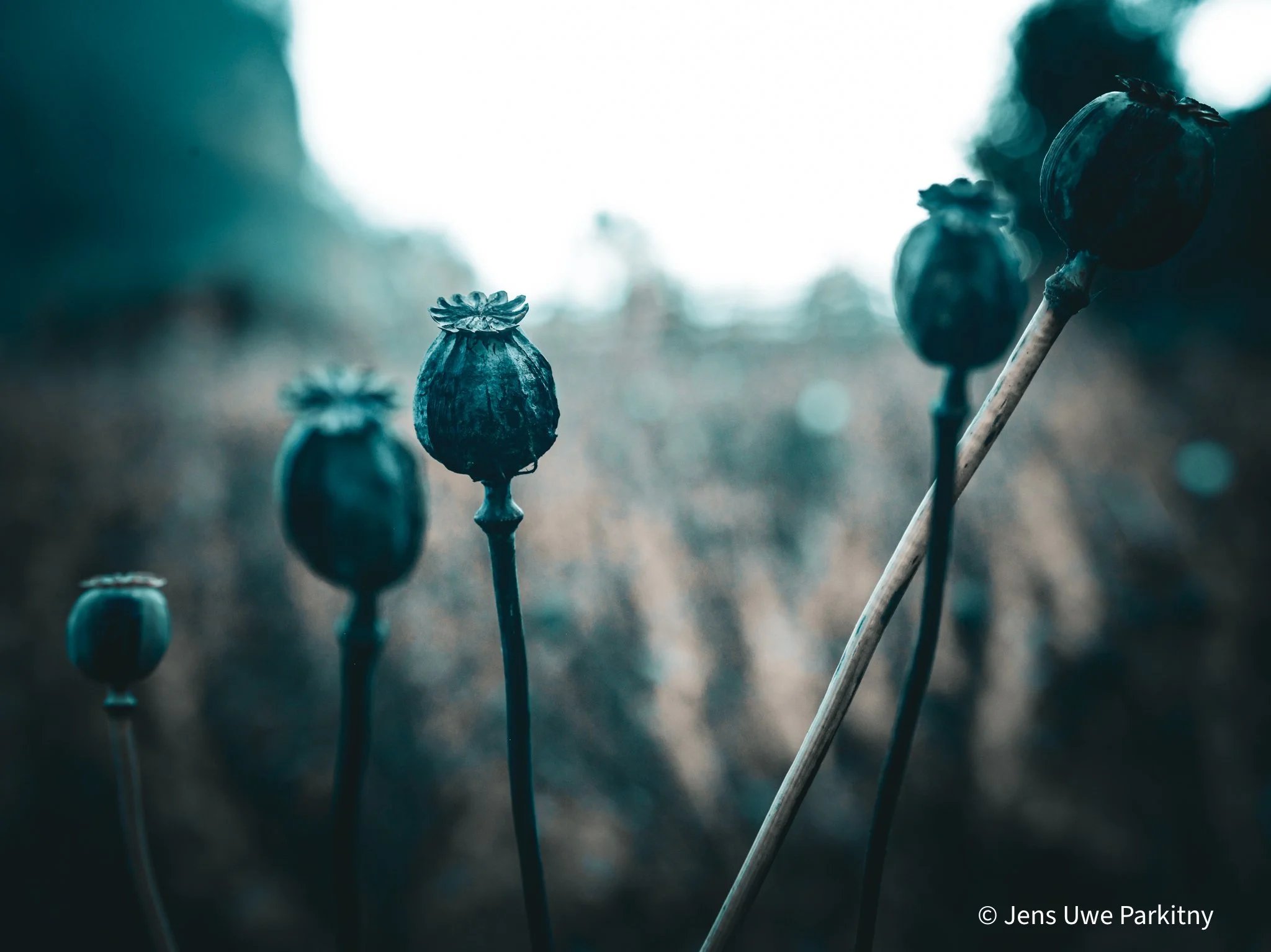 Poppy - 1 (2).jpg